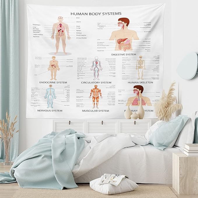 Ambesonne Human Anatomy Tapestry, Chart of Organs Body Structures Biology Themed Cartoon Schemes, Fabric Wall Hanging Decor for Bedroom Living Room Dorm, 28" X 23", White and Multicolor