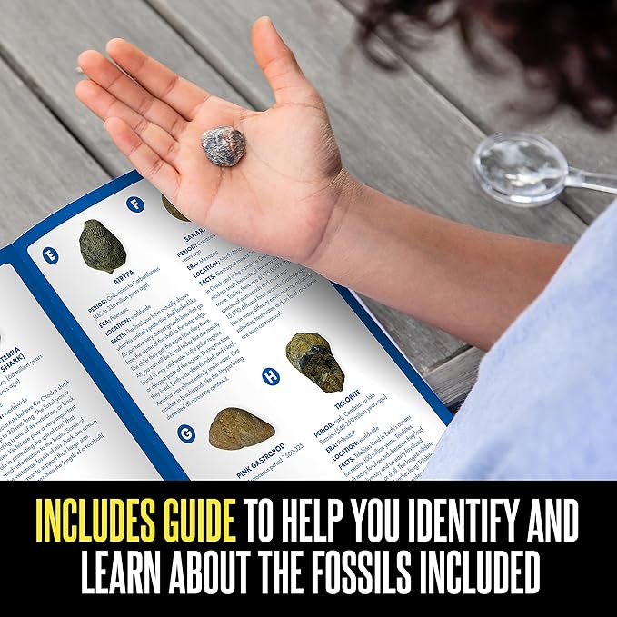 Educational Insights GeoSafari Fossil Excavation Kit, Kids Science Kit, Dinosaur Science Toy, Ages 7+