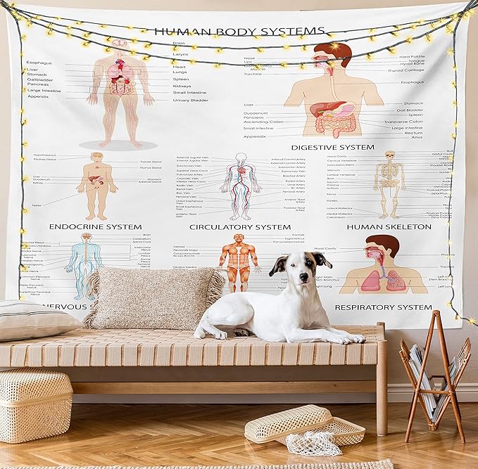 Ambesonne Human Anatomy Tapestry, Chart of Organs Body Structures Biology Themed Cartoon Schemes, Fabric Wall Hanging Decor for Bedroom Living Room Dorm, 28" X 23", White and Multicolor