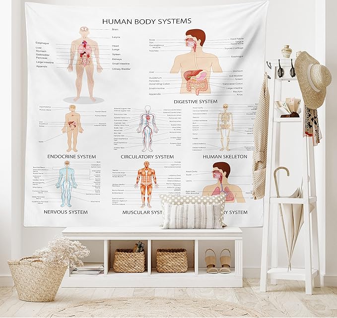 Ambesonne Human Anatomy Tapestry, Chart of Organs Body Structures Biology Themed Cartoon Schemes, Fabric Wall Hanging Decor for Bedroom Living Room Dorm, 28" X 23", White and Multicolor