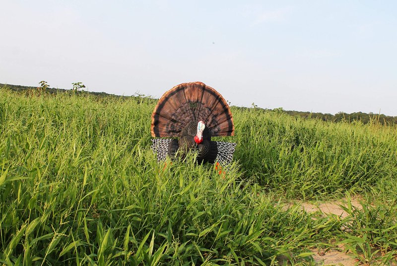 MOJO Scoot-N-Shoot MAX Tom Turkey Hunting Decoy with Realistic Fan