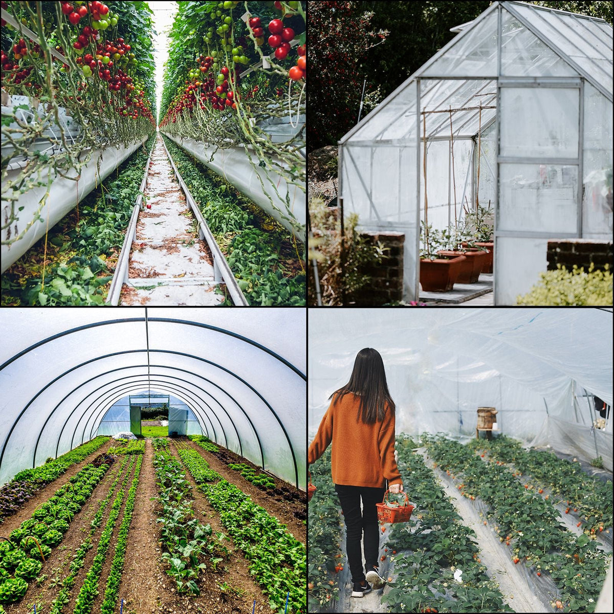 Greenhouse Film 12 x 25 ft, Greenhouse Polyethylene Film 6 Mil Thickness, Greenhouse Clear Plastic Film UV Resistant, Polyethylene Film Keep Warming, Greenhouse Plastic Superior Toughness