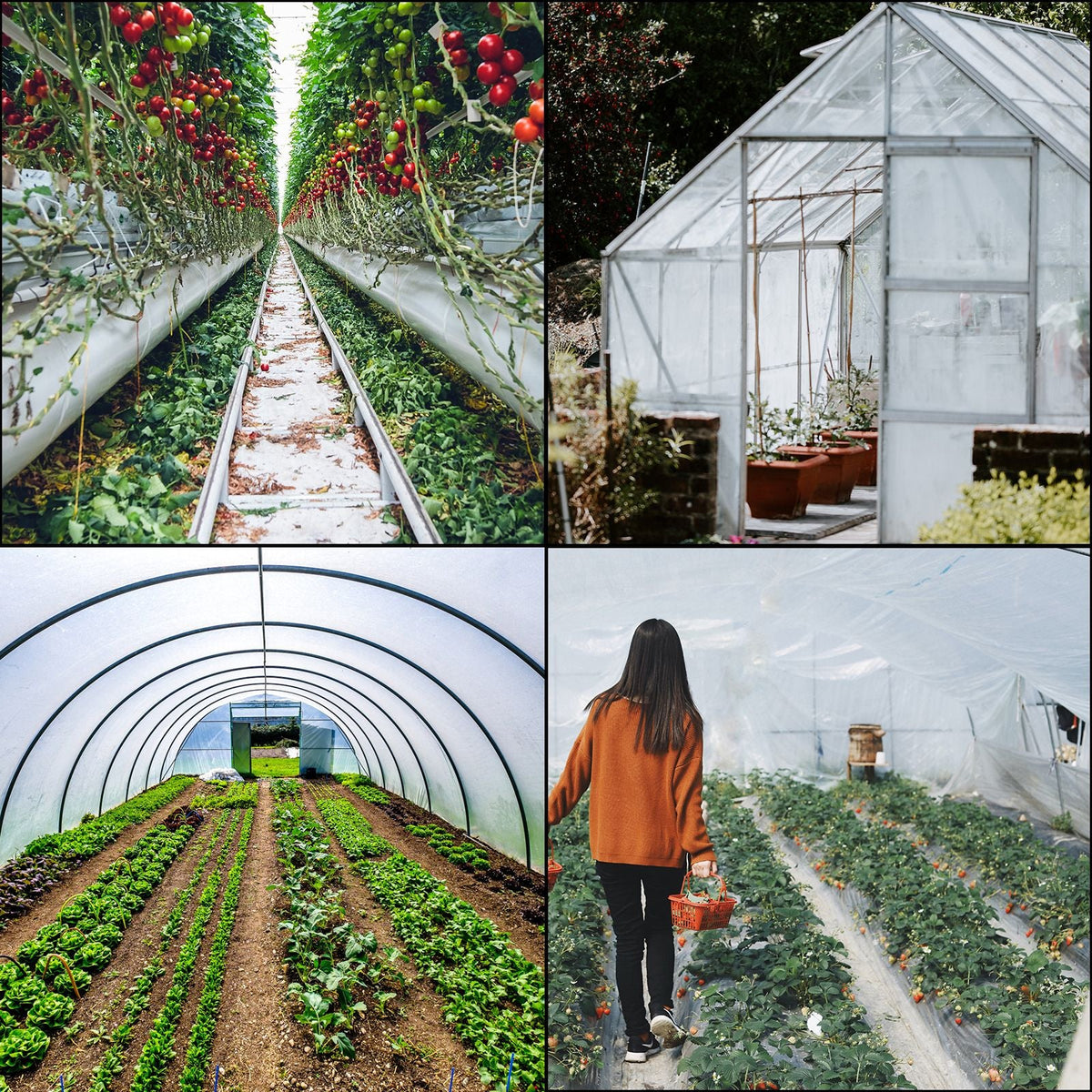 Greenhouse Film 15 x 40 ft, Greenhouse Polyethylene Film 6 Mil Thickness, Greenhouse Plastic Greenhouse Clear Plastic Film UV Resistant, Polyethylene Film Keep Warming, Superior Strength