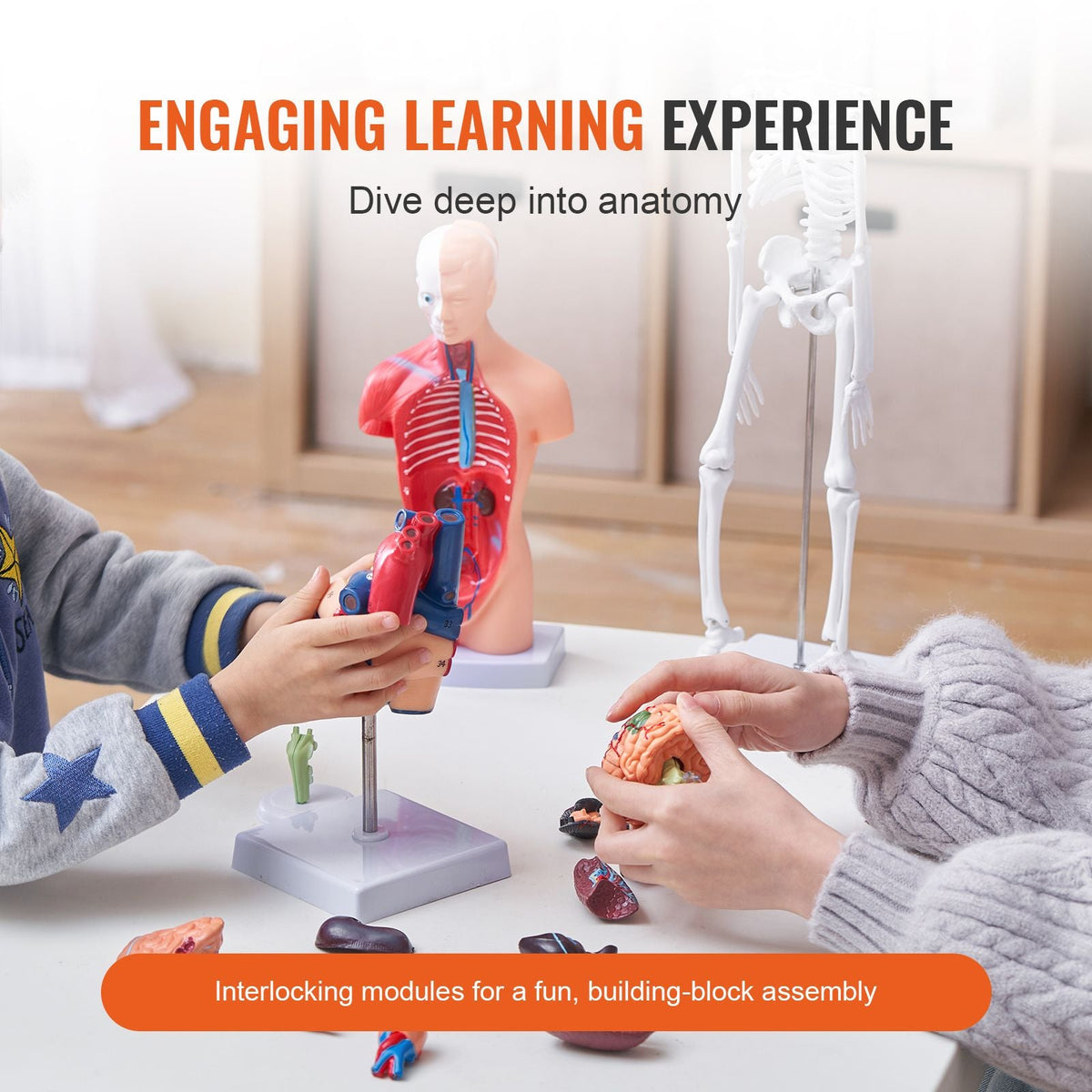 Human Anatomy Models Bundle Set, Brain, Human Torso Body, Heart, Skeleton Model Set of 4, Hands-on 3D Model Study Tools Teaching Models for Physiology Students or as Educational Kit for Kids