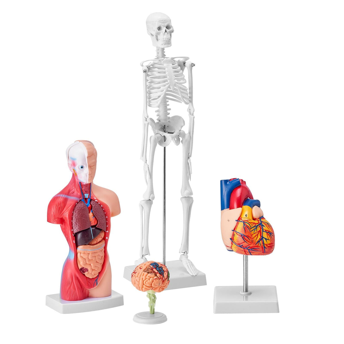 Human Anatomy Models Bundle Set, Brain, Human Torso Body, Heart, Skeleton Model Set of 4, Hands-on 3D Model Study Tools Teaching Models for Physiology Students or as Educational Kit for Kids