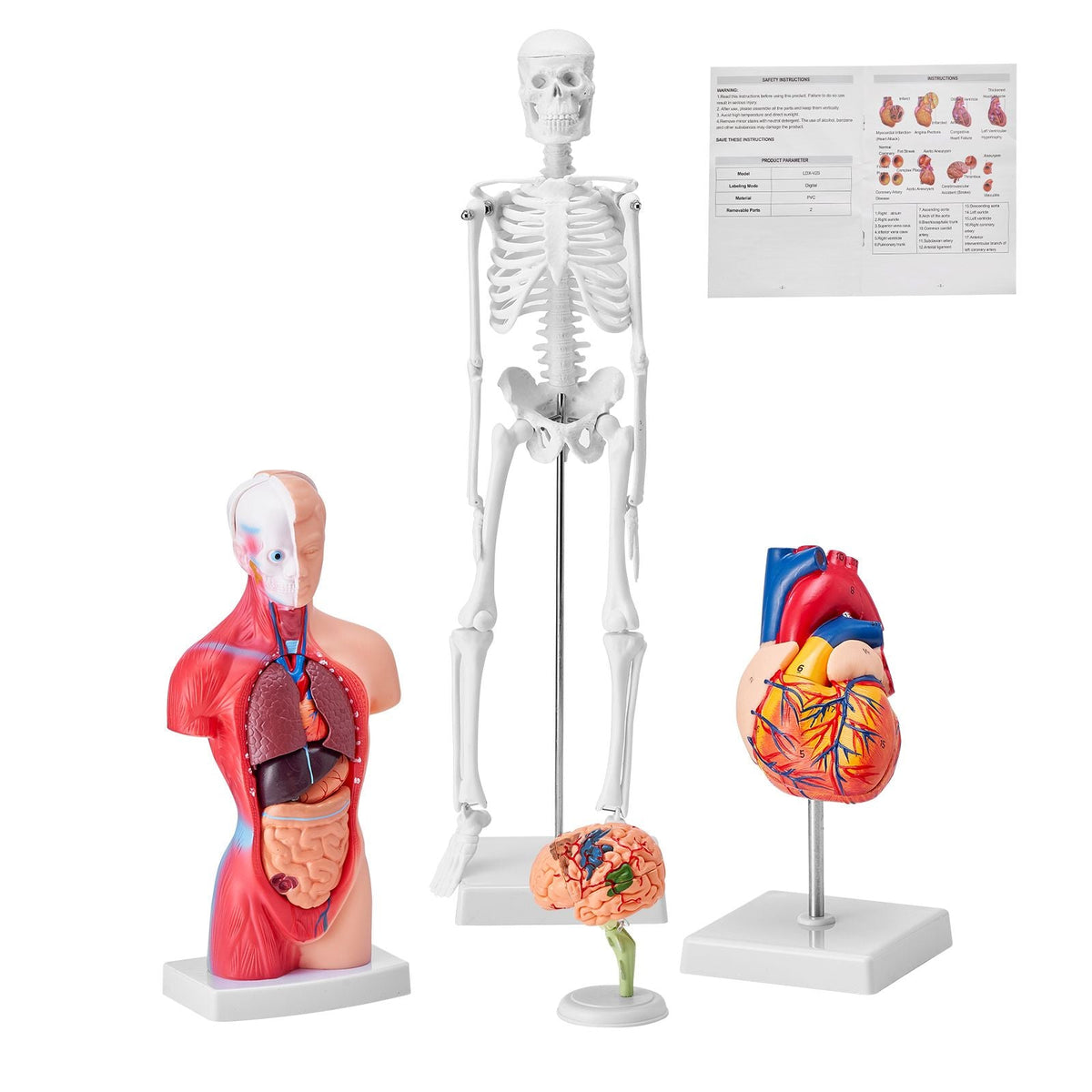 Human Anatomy Models Bundle Set, Brain, Human Torso Body, Heart, Skeleton Model Set of 4, Hands-on 3D Model Study Tools Teaching Models for Physiology Students or as Educational Kit for Kids