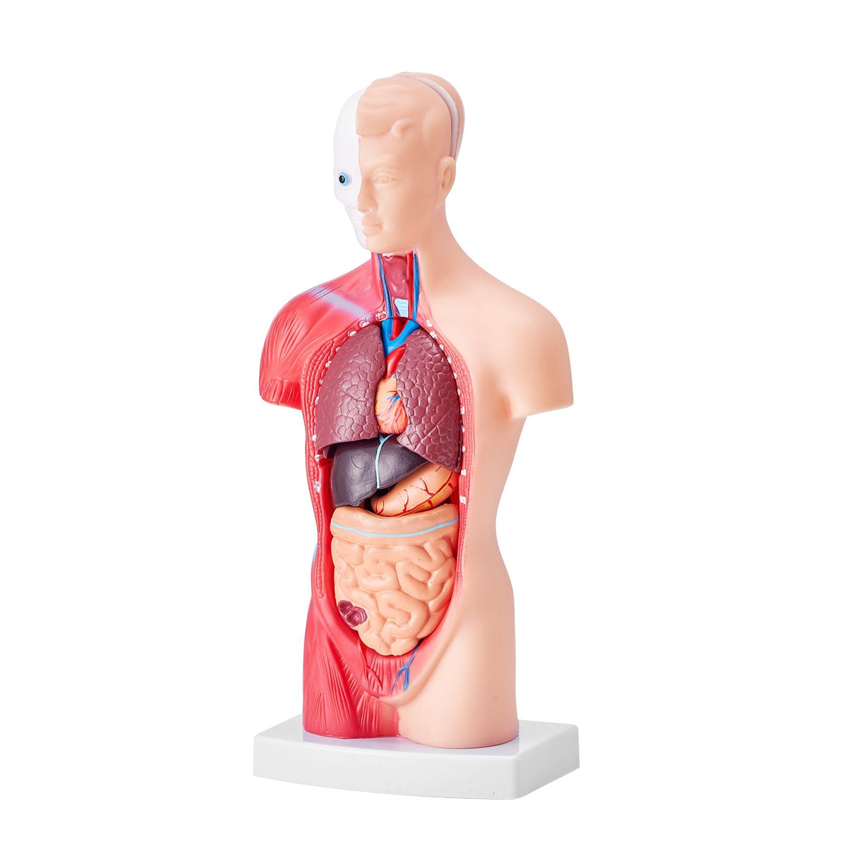 Human Body Model, 15 Parts 11 inch, Human Torso Anatomy Model Anatomical Skeleton Model with Removable Organs, Educational Teaching Tool for Students Science Learning School Education Display