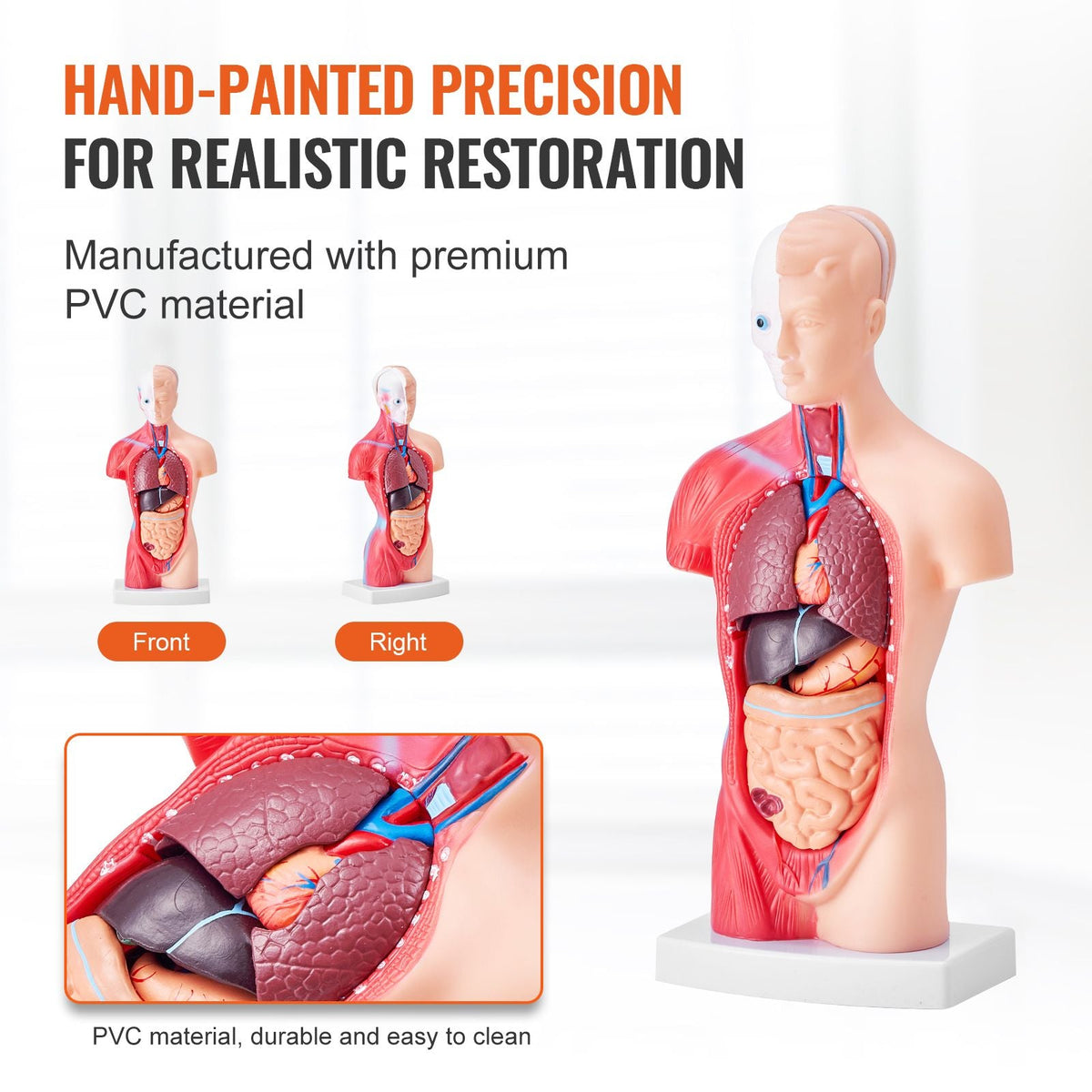 Human Body Model, 15 Parts 11 inch, Human Torso Anatomy Model Anatomical Skeleton Model with Removable Organs, Educational Teaching Tool for Students Science Learning School Education Display