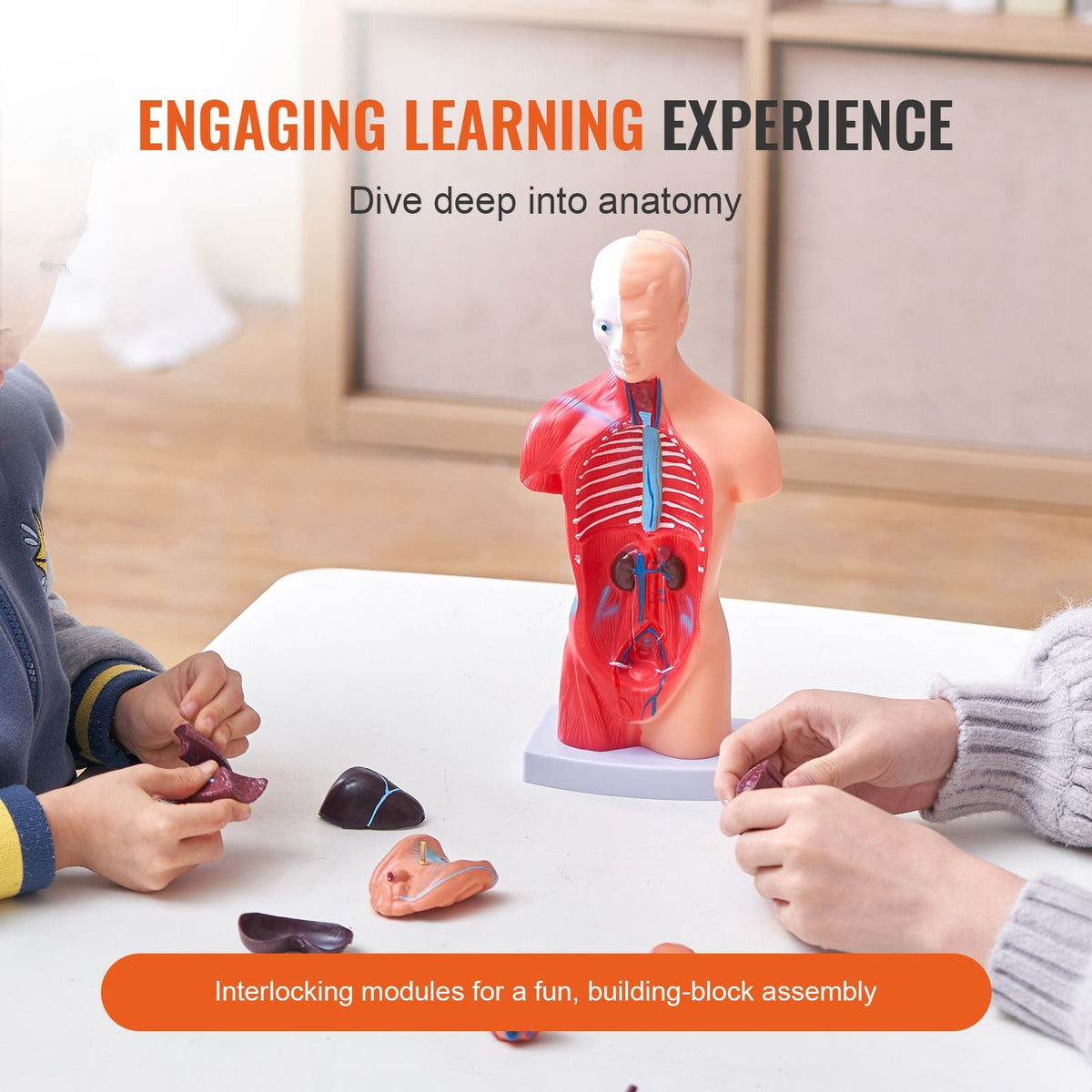 Human Body Model, 15 Parts 11 inch, Human Torso Anatomy Model Anatomical Skeleton Model with Removable Organs, Educational Teaching Tool for Students Science Learning School Education Display