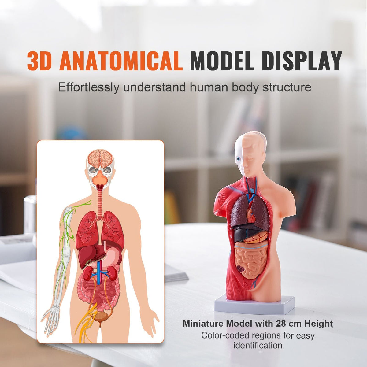 Human Body Model, 15 Parts 11 inch, Human Torso Anatomy Model Anatomical Skeleton Model with Removable Organs, Educational Teaching Tool for Students Science Learning School Education Display