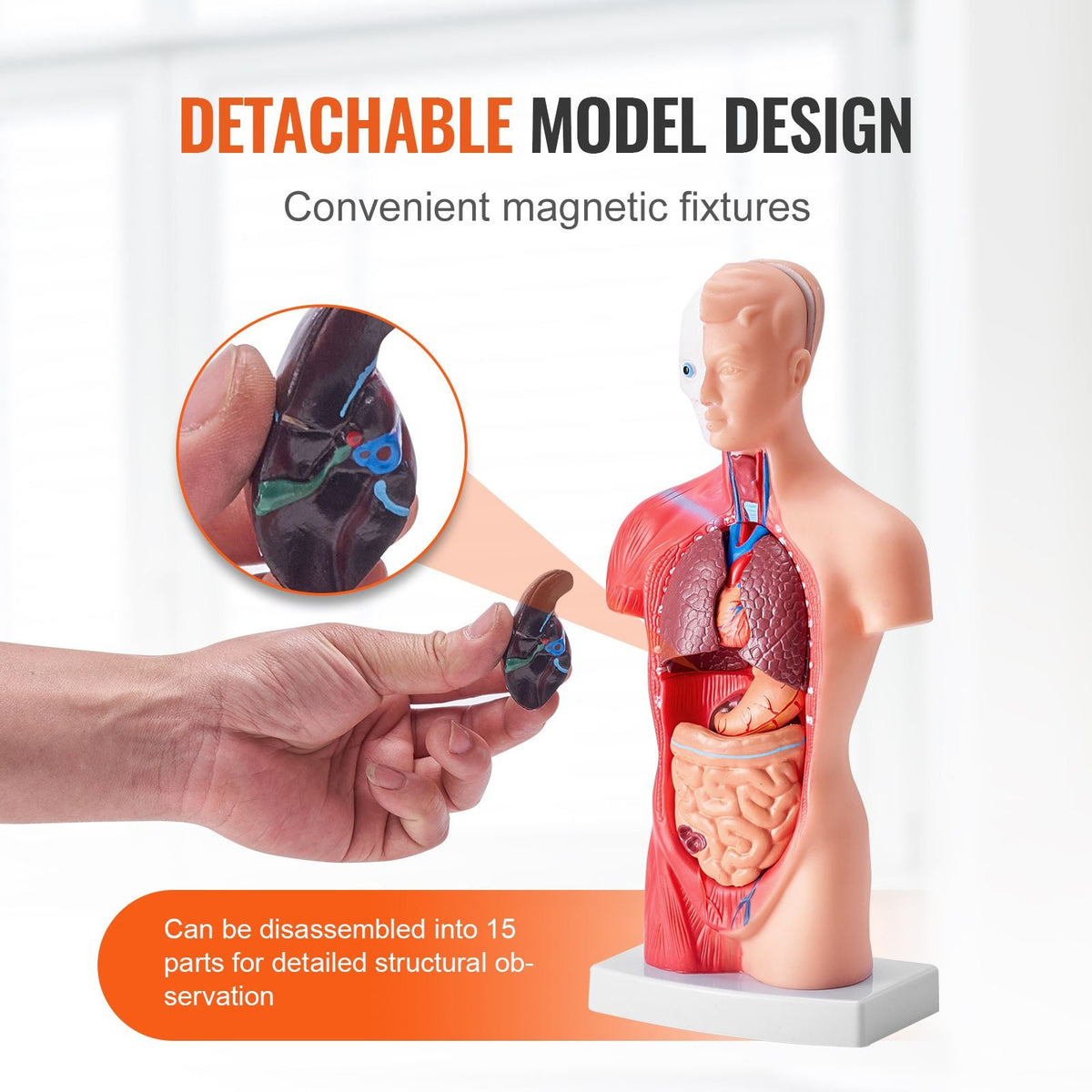 Human Body Model, 15 Parts 11 inch, Human Torso Anatomy Model Anatomical Skeleton Model with Removable Organs, Educational Teaching Tool for Students Science Learning School Education Display