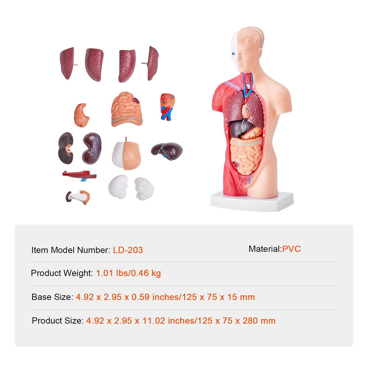 Human Body Model, 15 Parts 11 inch, Human Torso Anatomy Model Anatomical Skeleton Model with Removable Organs, Educational Teaching Tool for Students Science Learning School Education Display
