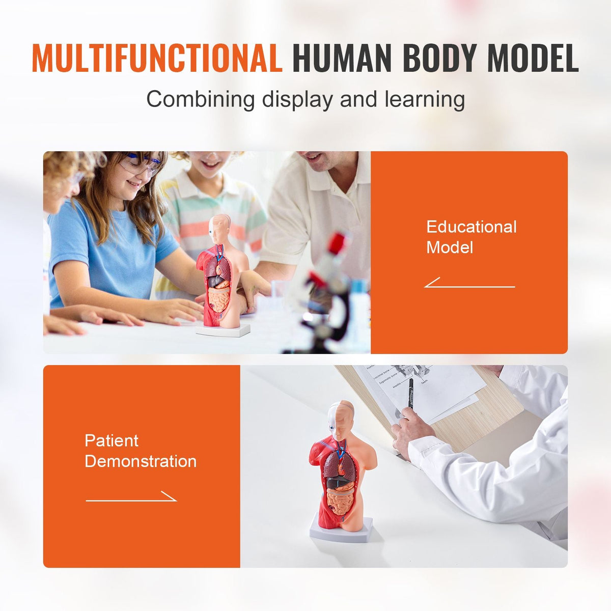 Human Body Model, 15 Parts 11 inch, Human Torso Anatomy Model Anatomical Skeleton Model with Removable Organs, Educational Teaching Tool for Students Science Learning School Education Display