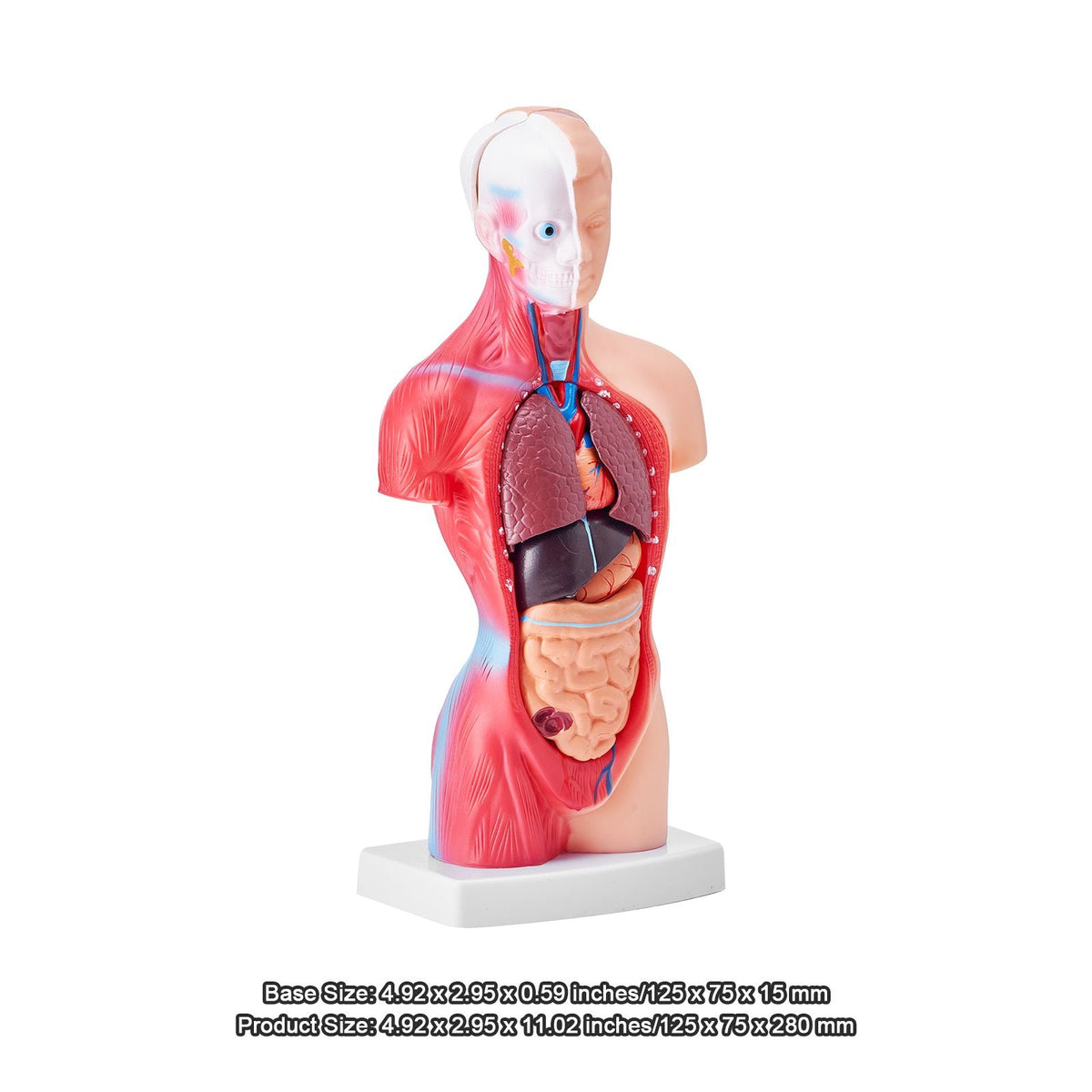 Human Body Model, 15 Parts 11 inch, Human Torso Anatomy Model Anatomical Skeleton Model with Removable Organs, Educational Teaching Tool for Students Science Learning School Education Display