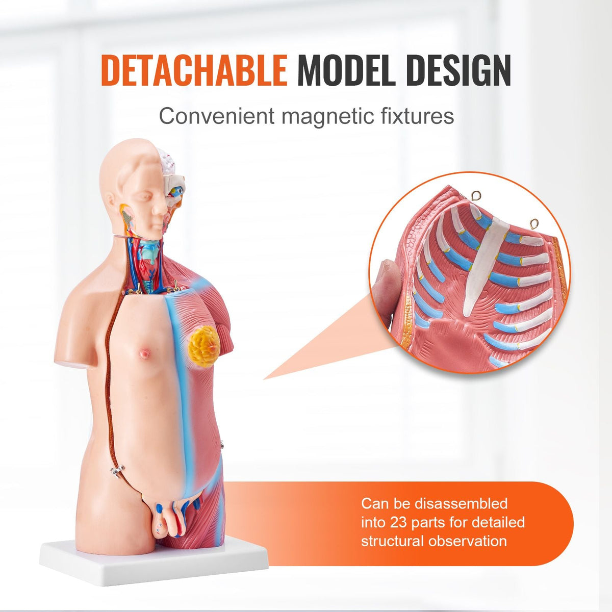 Human Body Model, 23 Parts 18 inch, Human Torso Anatomy Model Unisex Anatomical Skeleton Model with Removable Organs, Educational Teaching Tool for Students Science Learning Education Display