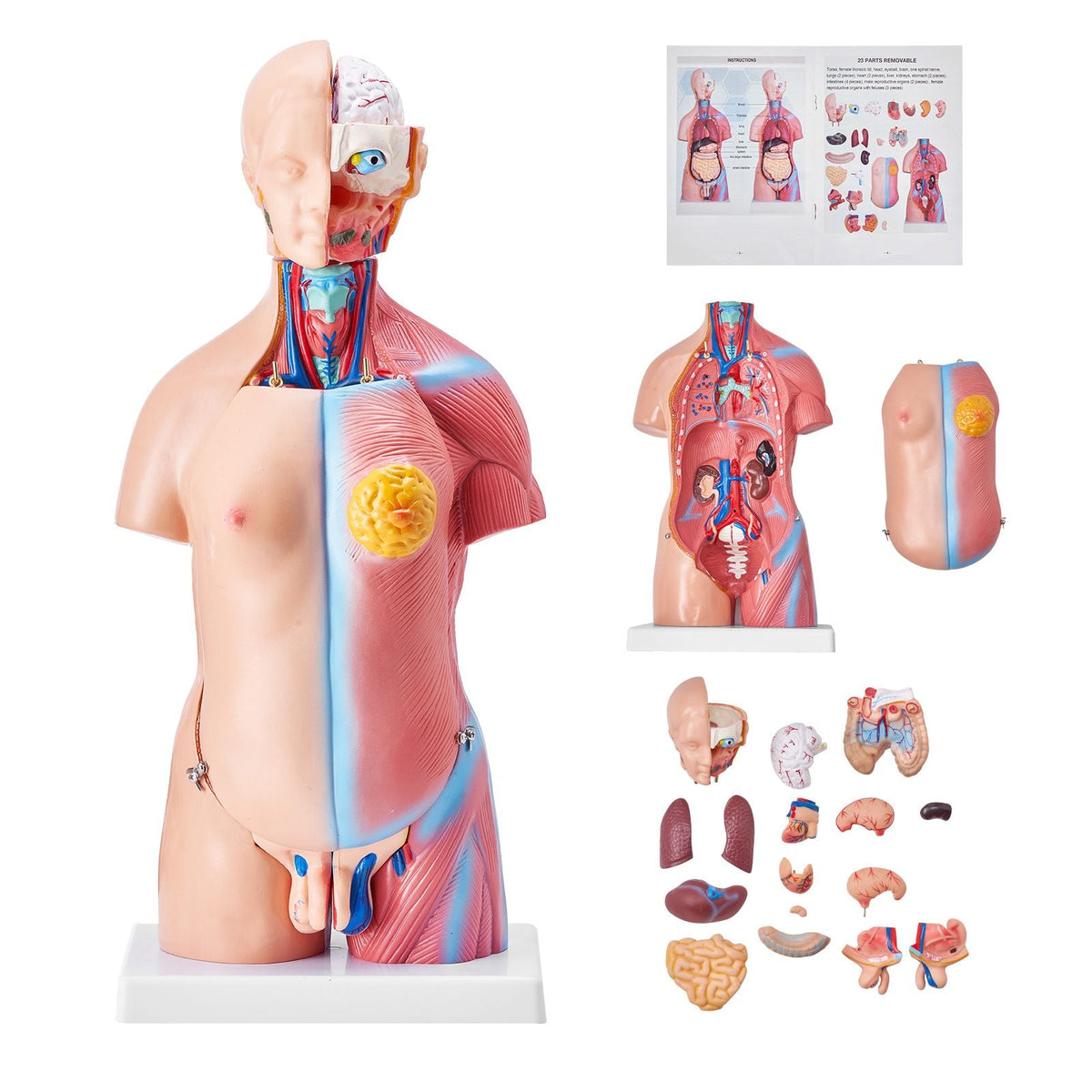 Human Body Model, 23 Parts 18 inch, Human Torso Anatomy Model Unisex Anatomical Skeleton Model with Removable Organs, Educational Teaching Tool for Students Science Learning Education Display