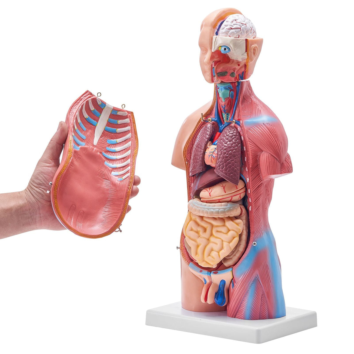 Human Body Model, 23 Parts 18 inch, Human Torso Anatomy Model Unisex Anatomical Skeleton Model with Removable Organs, Educational Teaching Tool for Students Science Learning Education Display