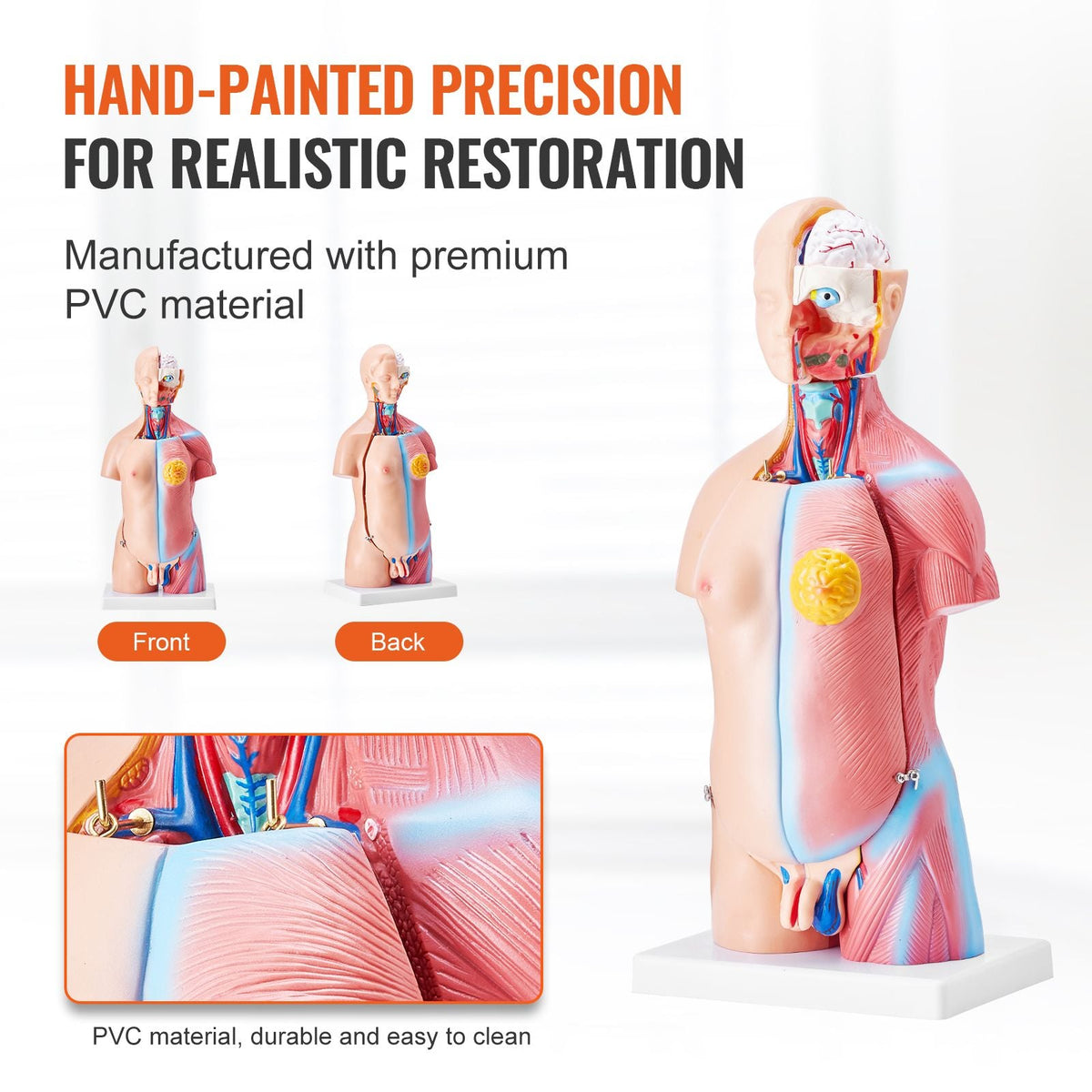 Human Body Model, 23 Parts 18 inch, Human Torso Anatomy Model Unisex Anatomical Skeleton Model with Removable Organs, Educational Teaching Tool for Students Science Learning Education Display