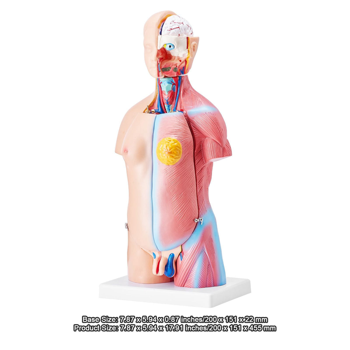 Human Body Model, 23 Parts 18 inch, Human Torso Anatomy Model Unisex Anatomical Skeleton Model with Removable Organs, Educational Teaching Tool for Students Science Learning Education Display
