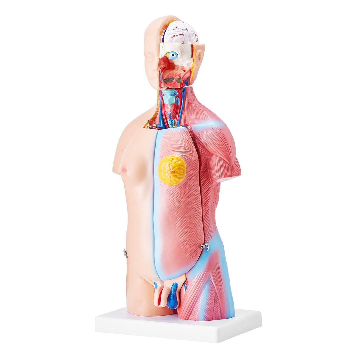 Human Body Model, 23 Parts 18 inch, Human Torso Anatomy Model Unisex Anatomical Skeleton Model with Removable Organs, Educational Teaching Tool for Students Science Learning Education Display