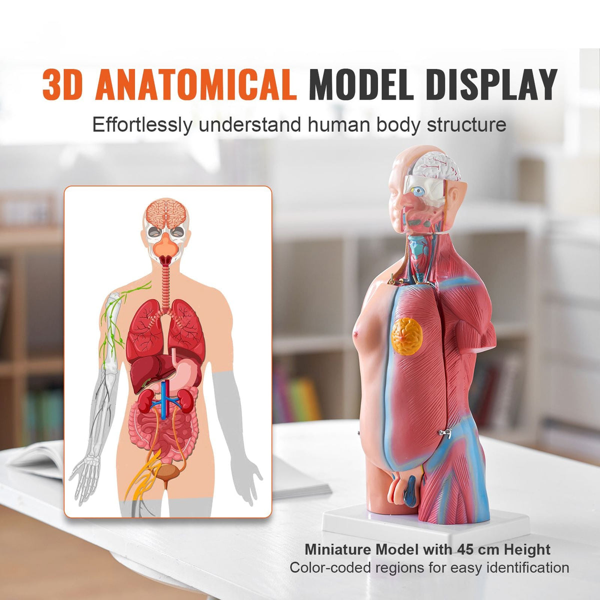 Human Body Model, 23 Parts 18 inch, Human Torso Anatomy Model Unisex Anatomical Skeleton Model with Removable Organs, Educational Teaching Tool for Students Science Learning Education Display
