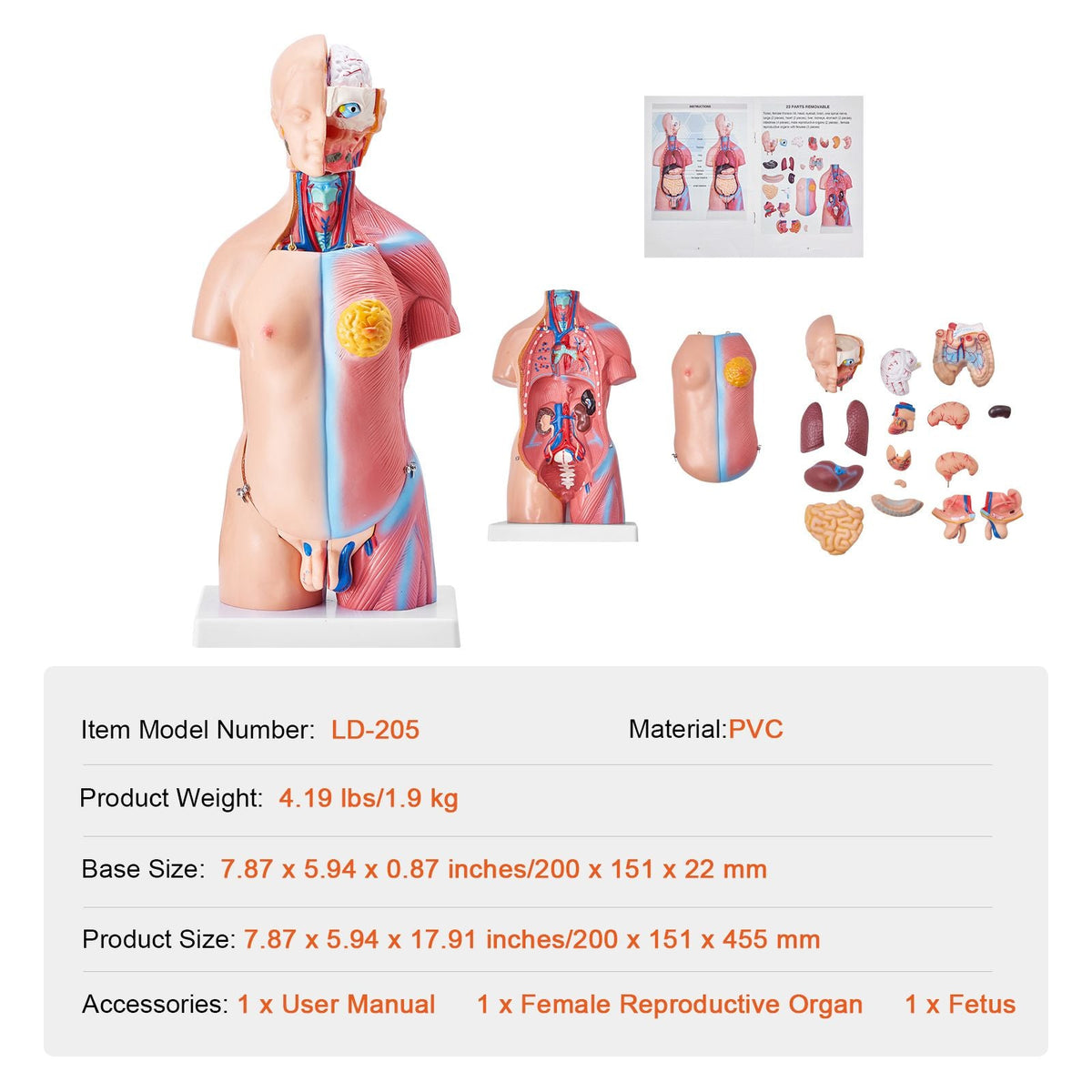 Human Body Model, 23 Parts 18 inch, Human Torso Anatomy Model Unisex Anatomical Skeleton Model with Removable Organs, Educational Teaching Tool for Students Science Learning Education Display