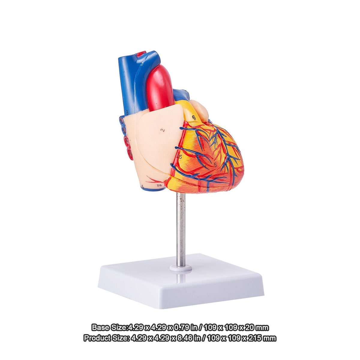Human Heart Model, 2-Part 1:1 Life Size, Anatomically Accurate Numbered Anatomical Heart Model with Anatomically Correct Structures, Magnetic Design, Held Together on Display Base for Learning