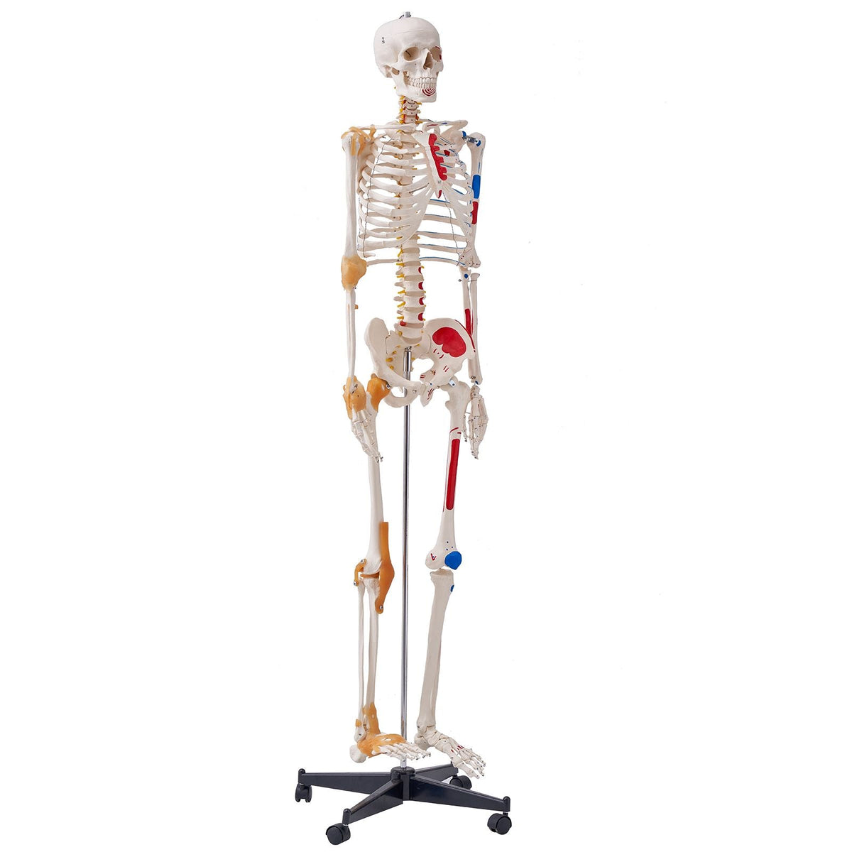 Human Skeleton Model for Anatomy, 71.65" Life Size, Accurate PVC Anatomy Skeleton Model with Ligaments, Movable Arms, Legs & Jaw, with Muscle Origin & Insertion Points, for Professional Teaching