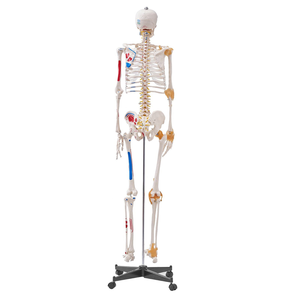 Human Skeleton Model for Anatomy, 71.65" Life Size, Accurate PVC Anatomy Skeleton Model with Ligaments, Movable Arms, Legs & Jaw, with Muscle Origin & Insertion Points, for Professional Teaching
