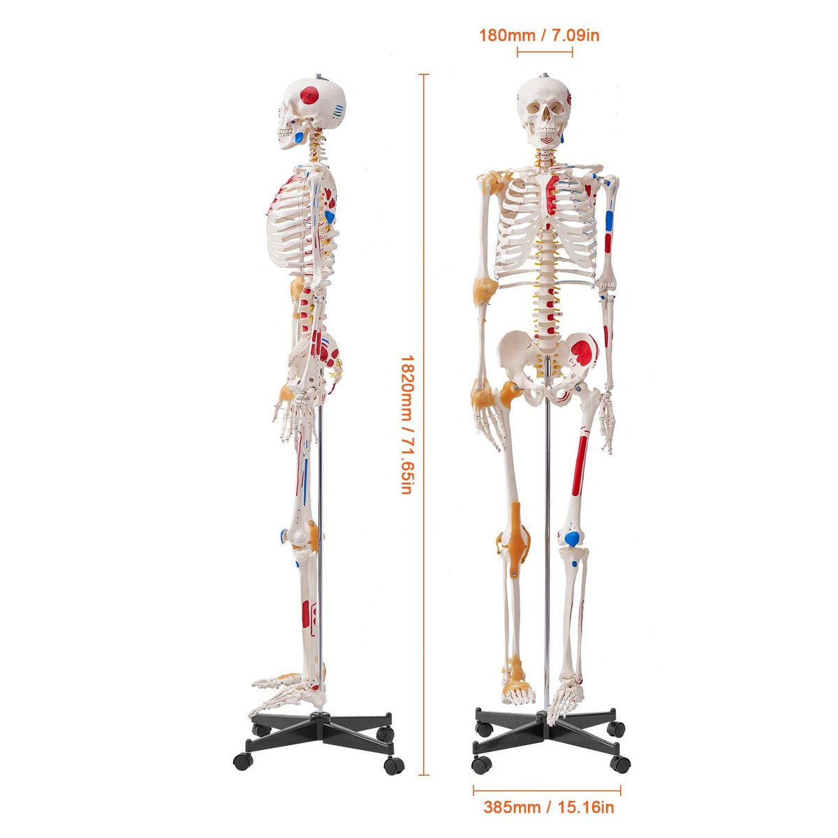 Human Skeleton Model for Anatomy, 71.65" Life Size, Accurate PVC Anatomy Skeleton Model with Ligaments, Movable Arms, Legs & Jaw, with Muscle Origin & Insertion Points, for Professional Teaching