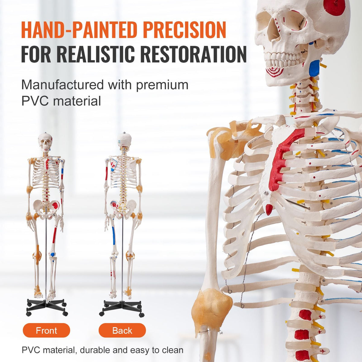 Human Skeleton Model for Anatomy, 71.65" Life Size, Accurate PVC Anatomy Skeleton Model with Ligaments, Movable Arms, Legs & Jaw, with Muscle Origin & Insertion Points, for Professional Teaching
