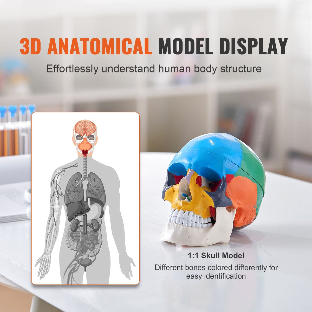 Human Skull Model, 3 Parts Human Skull Anatomy, Life-Size Painted Anatomy Skull Model, PVC Anatomical Skull, Detachable Learning Skull Model, for Professional Teaching, Researching and Learning