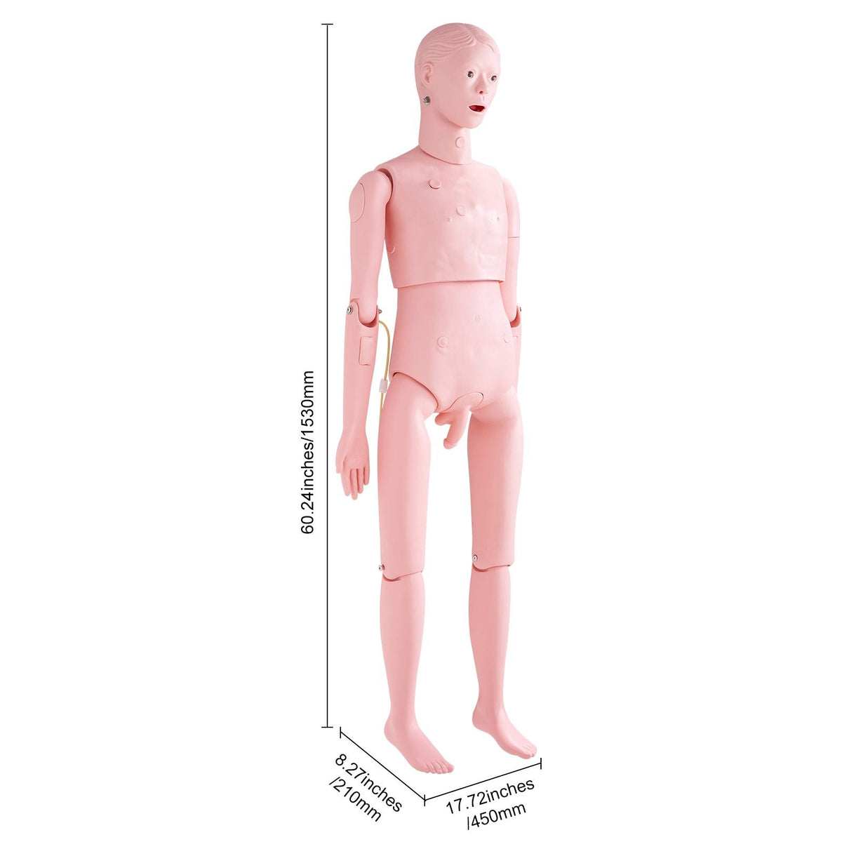 Nursing Training Manikin, Male Life Size Demonstration Human Manikin for Nursing Training, Multifunctional Education Teaching Model Supplies, PVC Anatomical Mannequin Body Care Simulator Model