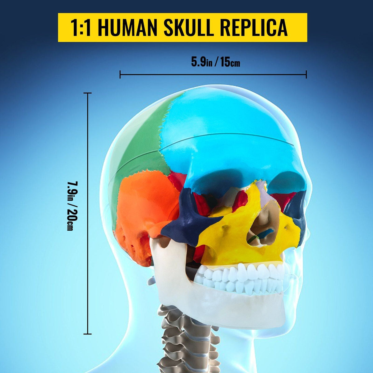 Human Skull Model, 8 Parts Brain Human Skull Anatomy, Life-Size Learning Skull with Brain, PVC Painted Human Skull Model, Labeled Anatomical Skull, for Medical Teaching, Researching and Learning